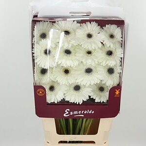 Biela gerbera Aqua White House