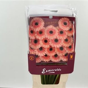Gerbera Ge Mi @ Cookie N Cream s krémovými okvetnými lístkami