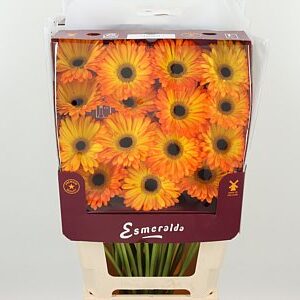 Gerbera Catwalk 45 cm v plnom kvete