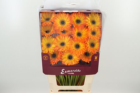 Gerbera Catwalk 45 cm v plnom kvete