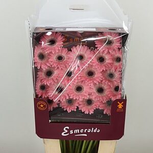 Gerbera Ge Mi Dixon 45 cm