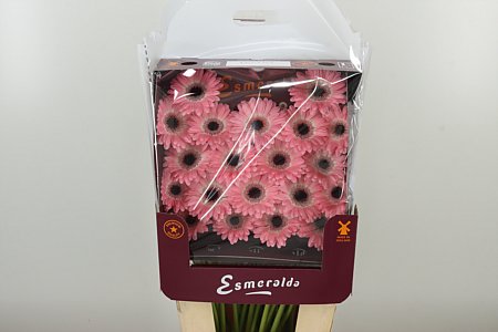 Gerbera Ge Mi Dixon 45 cm