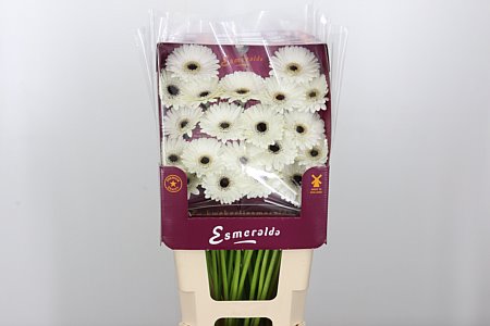 Gerbera Ge Mi @ Yuta 45 cm