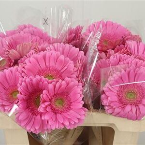 Gerbera Aqua Glossy 50 cm
