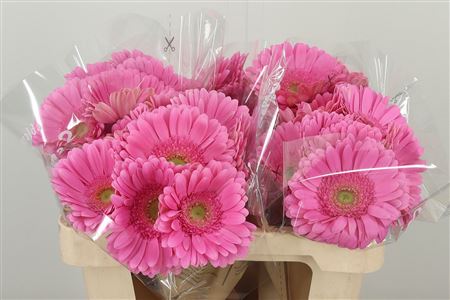 Gerbera Aqua Glossy 50 cm