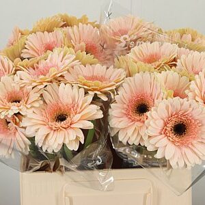 Gerbera veľkokvetá Cafe Del Mar s jemnými kávovými lupeňmi