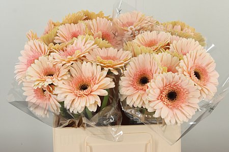 Gerbera veľkokvetá Cafe Del Mar s jemnými kávovými lupeňmi