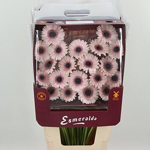 Gerbera Ge Mi @ Abby Lou s plnou hlavou a žiarivými okvetnými lístkami