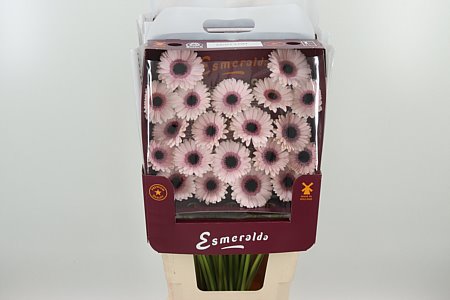 Gerbera Ge Mi @ Abby Lou s plnou hlavou a žiarivými okvetnými lístkami