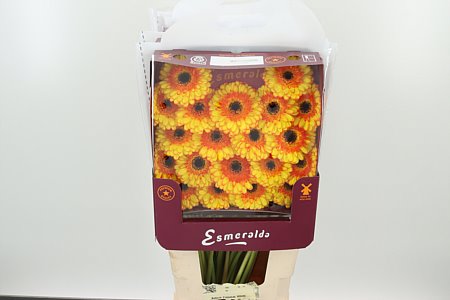 Ge Mi @ Barbados – čerstvý rezaný kvet, dĺžka: 45 cm, pôvod: NL
