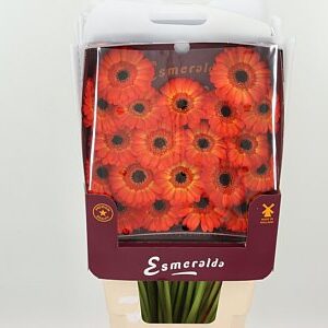 Gerbera Ge Mi @ Flamazing 45 cm