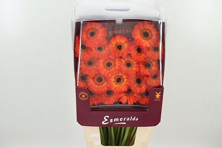 Gerbera Ge Mi @ Flamazing 45 cm