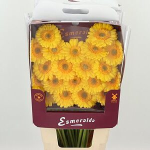 Ge Mi @ Asmara – čerstvý rezaný kvet, dĺžka: 45 cm, pôvod: NL