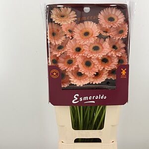 Gerbera Ge Mi @ Espresso s hlbokou hnedou farbou