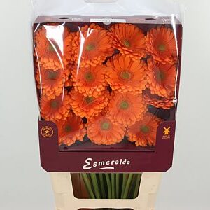 Gerbera Toledo 45 cm