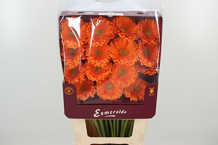 Gerbera Toledo 45 cm