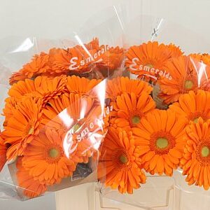 Gerbera Toledo 45 cm