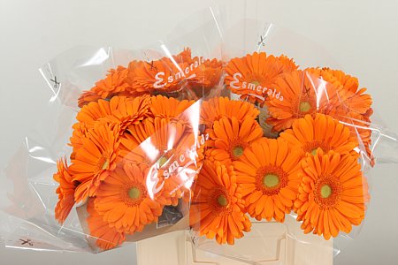 Gerbera Toledo 45 cm
