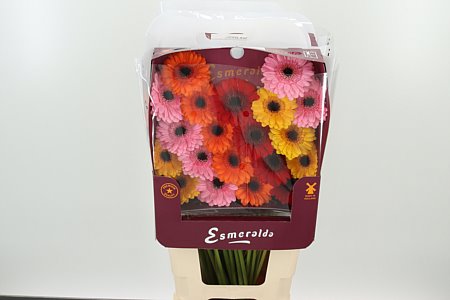 Ge Mi @ Mix Basis – čerstvý rezaný kvet, dĺžka: 45 cm, pôvod: NL
