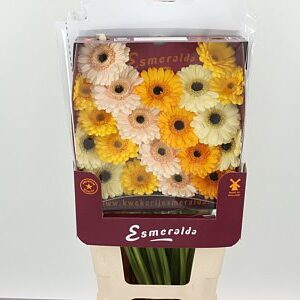 Ge Mi @ Mix Valencia – čerstvý rezaný kvet, dĺžka: 45 cm, pôvod: NL