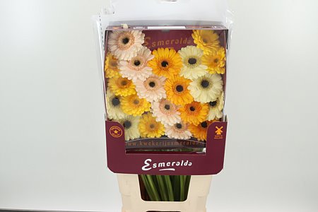 Ge Mi @ Mix Valencia – čerstvý rezaný kvet, dĺžka: 45 cm, pôvod: NL