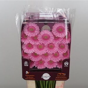 Sýto ružová gerbera Ge Mi Kimsey s priemerom 45 cm