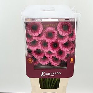 Gerbera Ge Mi @ Isabelle s jemnými lupienkami