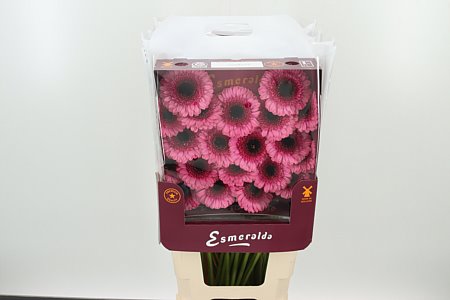 Gerbera Ge Mi @ Isabelle s jemnými lupienkami