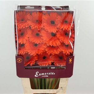 Ge Gr @ Candela – čerstvý rezaný kvet, dĺžka: 45 cm, pôvod: NL