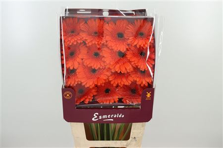 Ge Gr @ Candela – čerstvý rezaný kvet, dĺžka: 45 cm, pôvod: NL