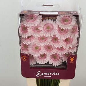 Ge Mi @ Bridal Kimsey – čerstvý rezaný kvet, dĺžka: 45 cm, pôvod: NL