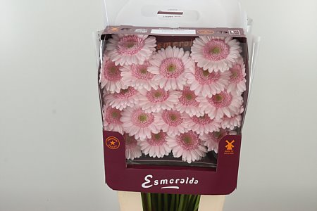 Ge Mi @ Bridal Kimsey – čerstvý rezaný kvet, dĺžka: 45 cm, pôvod: NL
