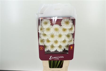 Ge Mi @ Albino – čerstvý rezaný kvet, dĺžka: 45 cm, pôvod: NL
