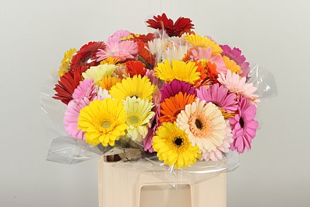 Ge Mi Aq Color Mix – čerstvý rezaný kvet, dĺžka: 50 cm, pôvod: NL