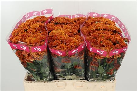Chryzantéma San Doria 55 cm