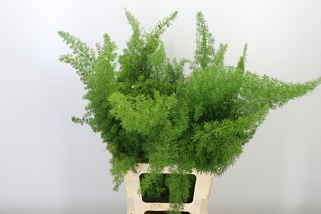 Asparagus Dens Myers