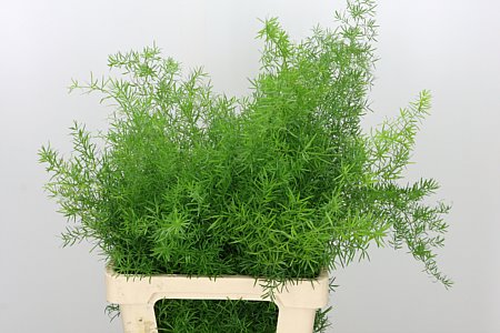 Asparagus Sprengeri 45 cm