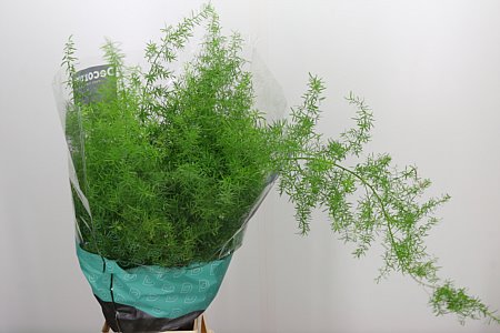 Asparagus Sprengeri 45 cm