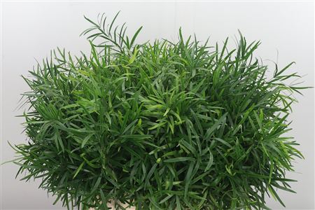 Asparagus Falcatus 65 cm
