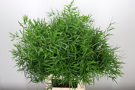 Asparagus Falcatus 65 cm