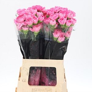 Karafiát Di St Tonic Golem s dĺžkou 65 cm