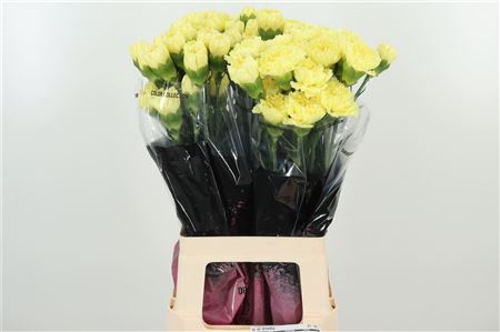 Di St Diletta – čerstvý rezaný kvet, dĺžka: 70 cm, pôvod: CO