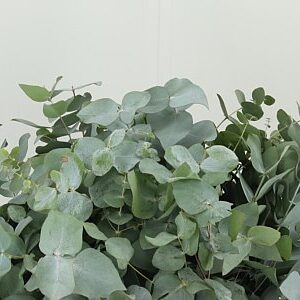 Eucalyptus Cinerea 50 cm