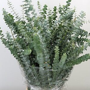 Eukalyptus Baby Blue s modrozelenými listami