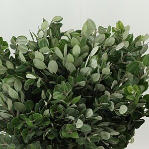 Pittosporum Ralphy