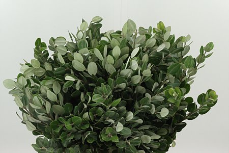 Pittosporum Ralphy