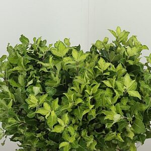 Pittosporum Green 50 cm