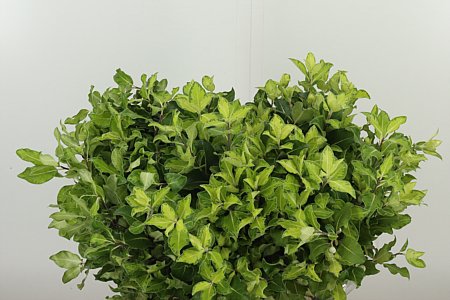 Pittosporum Green 50 cm