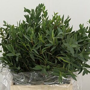 Eukalyptus Parvifolia 70 cm