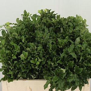 Pittosporum Green 50 cm